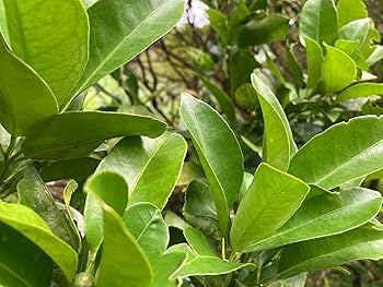 レモンの葉とみかんの葉　蝶々の餌　青虫の餌　無農薬 夏ミカン 葉 100枚アゲハ蝶 夏みかんの葉 青虫 餌 柑橘葉